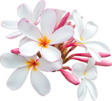 fond de transparence de fleurs de plumeria bouquet blanc-rose. png