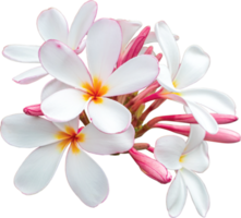 weiß-rosa blumenstrauß plumeria blumen transparenter hintergrund. png