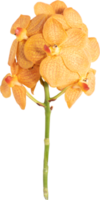 Yellow Orchid flower transparency background.Floral object. png