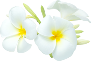 bouquet bianco-giallo plumeria fiori sfondo trasparenza.