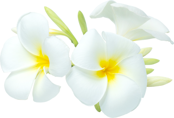 Plumeria PNG para descargar gratis