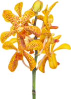 Bouquet yellow-Orange Orchid flowers on isolated transparency background.Floral object. png