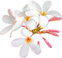 bouquet di fiori di plumeria bianco-rosa su sfondo trasparente isolato. png