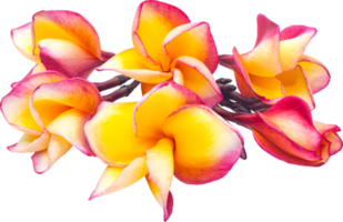 giallo-rosa bouquet plumeria fiori trasparenza oggetto background.floral