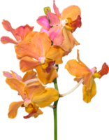 Bouquet Pink-Orange Orchid flowers on isolated transparency background.Floral object. png