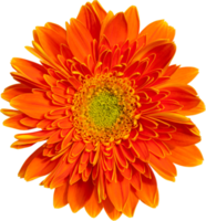 Gerbera flower tranaparency background. png