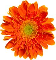 fondo transparente de flores de gerbera. png