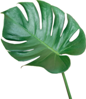 Green Monstera leaf isolated transparency background. Tropical leaves object png