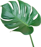 fond de transparence isolé de feuille de monstère verte. objet de feuilles tropicales png