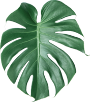 Green Monstera leaf on isolated transparency background. Tropical leaves object png