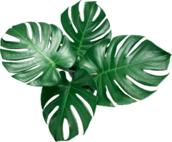 Green Monstera leaf on isolated transparency background.Tropical leaves object png