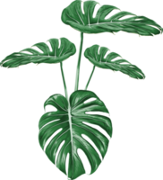 Green Monstera leaf drawing on isolated transparency background.Tropical leaves object png