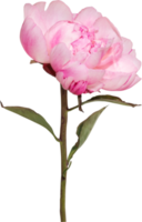 fond de transparence de fleur de pivoine rose. objet floral. png
