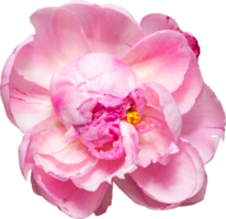 Pink Peony flower transparency background.Floral object. png