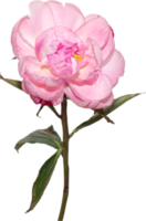 Fondo de transparencia de flor de peonía rosa. Objeto floral. png