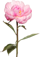 Pink Peony flower transparency background.Floral object. png