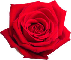 Red rose flower on isolated transparency background.Floral object. png