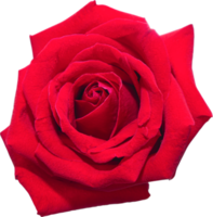fiori di rosa rossa su sfondo trasparente isolato. oggetto floreale. png