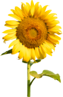 Sunflower flower isoleated transparency background.Floral object png