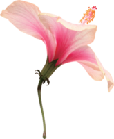 Pink hibiscus flowers blooming on isolated transparency background. Floral object. png