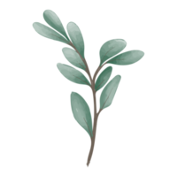 aquarel blad, groene bladeren clipart png