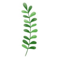 akvarell blad, gröna blad clipart png