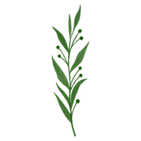 akvarell blad, gröna blad clipart png