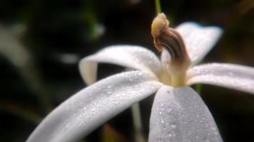 primer plano de flores silvestres blancas foto