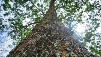 gran espectáculo de tronco de árbol desde abajo foto