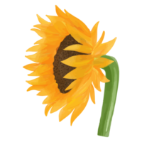 acuarela girasol pintado a mano decoración clipart png