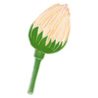 aquarel bloem, witte bloemen clipart png