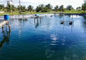 The Shrimp ponds photo