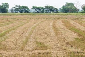 Dry straw in the paddy field after the harvest time. photo