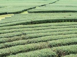 filas de té orgánico en la colina de la pendiente. foto