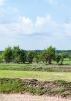 Dry paddy field photo