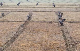 Dry straw in the empty paddy field after the harvest time. photo