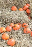 Ripe pumpkin pile photo