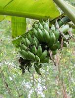 Raw banana on the bunch tree. photo