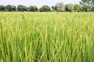 Fresh paddy field photo