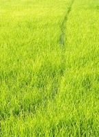 Young paddy field of the local farm photo