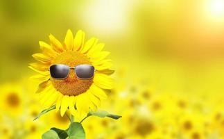 Funny sunflower with sunglasses on a sunset photo