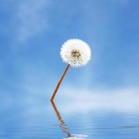 Dandelion flower with flying feathers on blue sky. photo