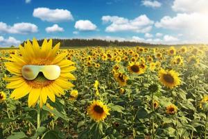 Funny sunflower with sunglasses on a blue sky photo