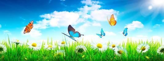 Beautiful nature view of butterfly on blurred background in garden. photo