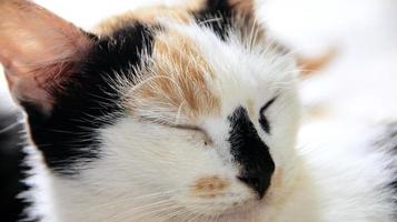 Close up of a cat sleeping. Cat with eyes closed photo