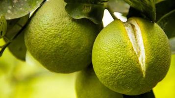 naranja inmadura agrietada por dentro. fruta naranja agrietada colgando de un naranjo en una granja de naranjas. foto