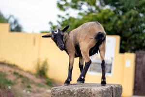 Goat standing tall in an open place. photo