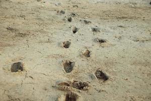 Foot steps in a muddy place photo