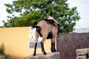 Brown pregnant goat standing on a pile of block photo