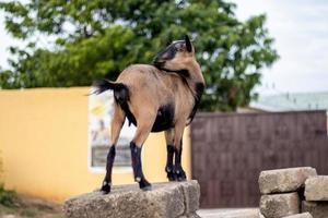 Female brown goat standing on a pile of block photo